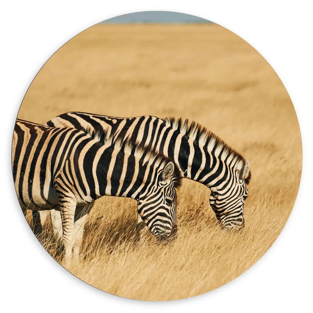 Dibond Muurcirkel - Grazend Zebra Duo in het Droog Gras Landschap