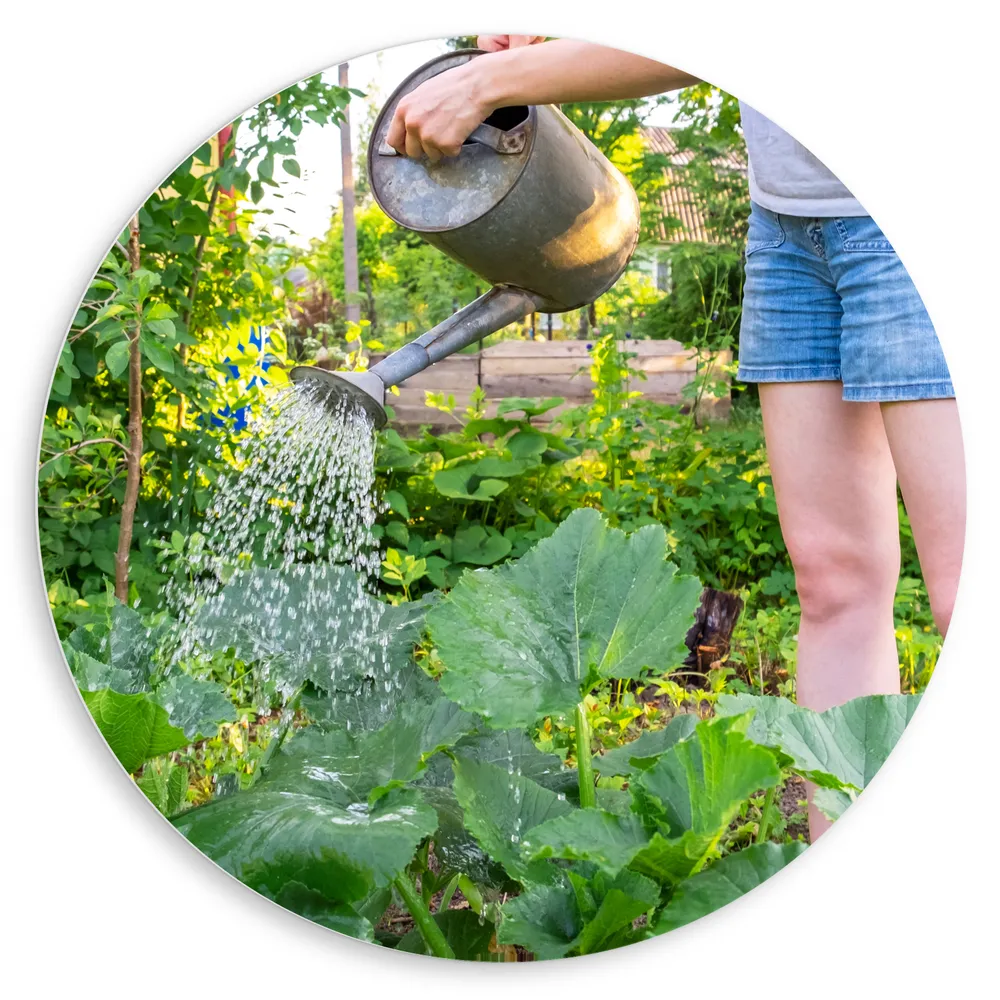 Dibond Muurcirkel - Tuin - Bloemen - Planten - Gieter - Water - Groen