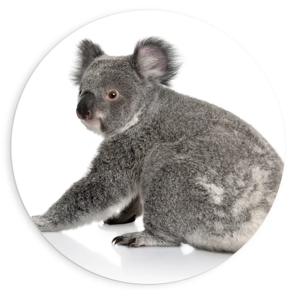 Dibond Muurcirkel - Zittende Jonge Koala