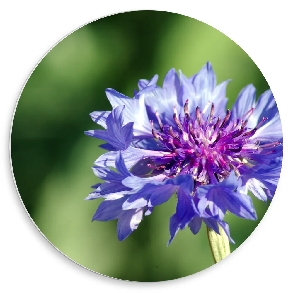 Dibond Muurcirkel - Blauw met Paarse Korenbloem voor Groene Achtergrond
