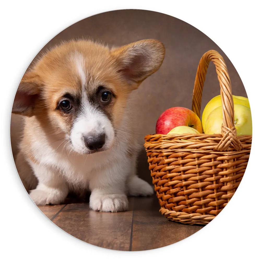 Dibond Muurcirkel - Corgi Puppy langs Mandje gevuld met Appels
