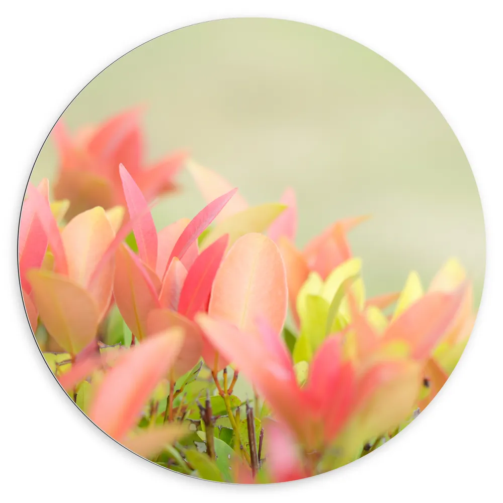 Dibond Muurcirkel - Close-up van Groep Pastelroze Bloemetjes