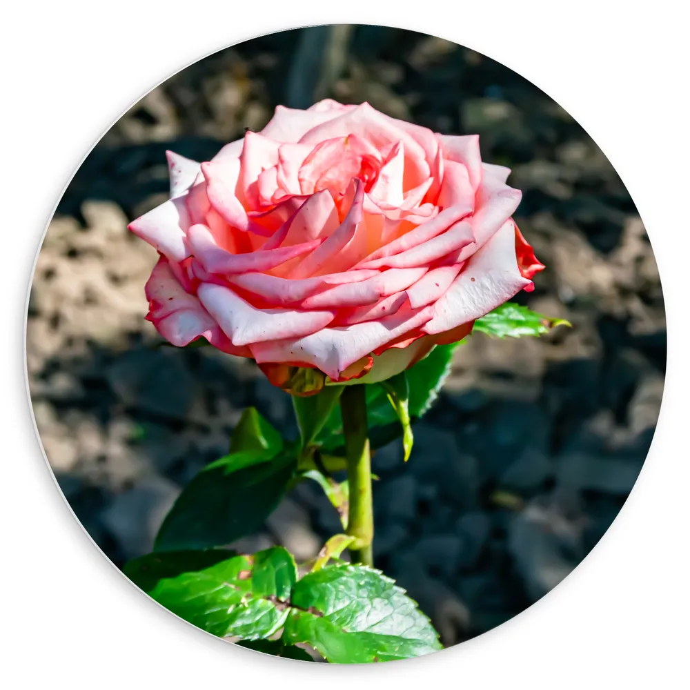 Dibond Muurcirkel - Roze Rosa Violet Carson op Steentjes Achtergrond- Bloemen