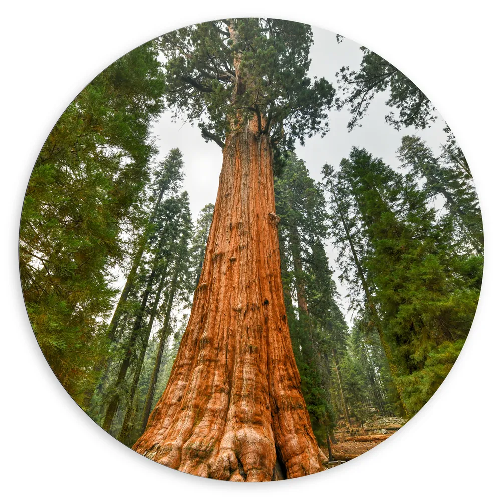 Dibond Muurcirkel - Gigantische Boom omringd door Bomen