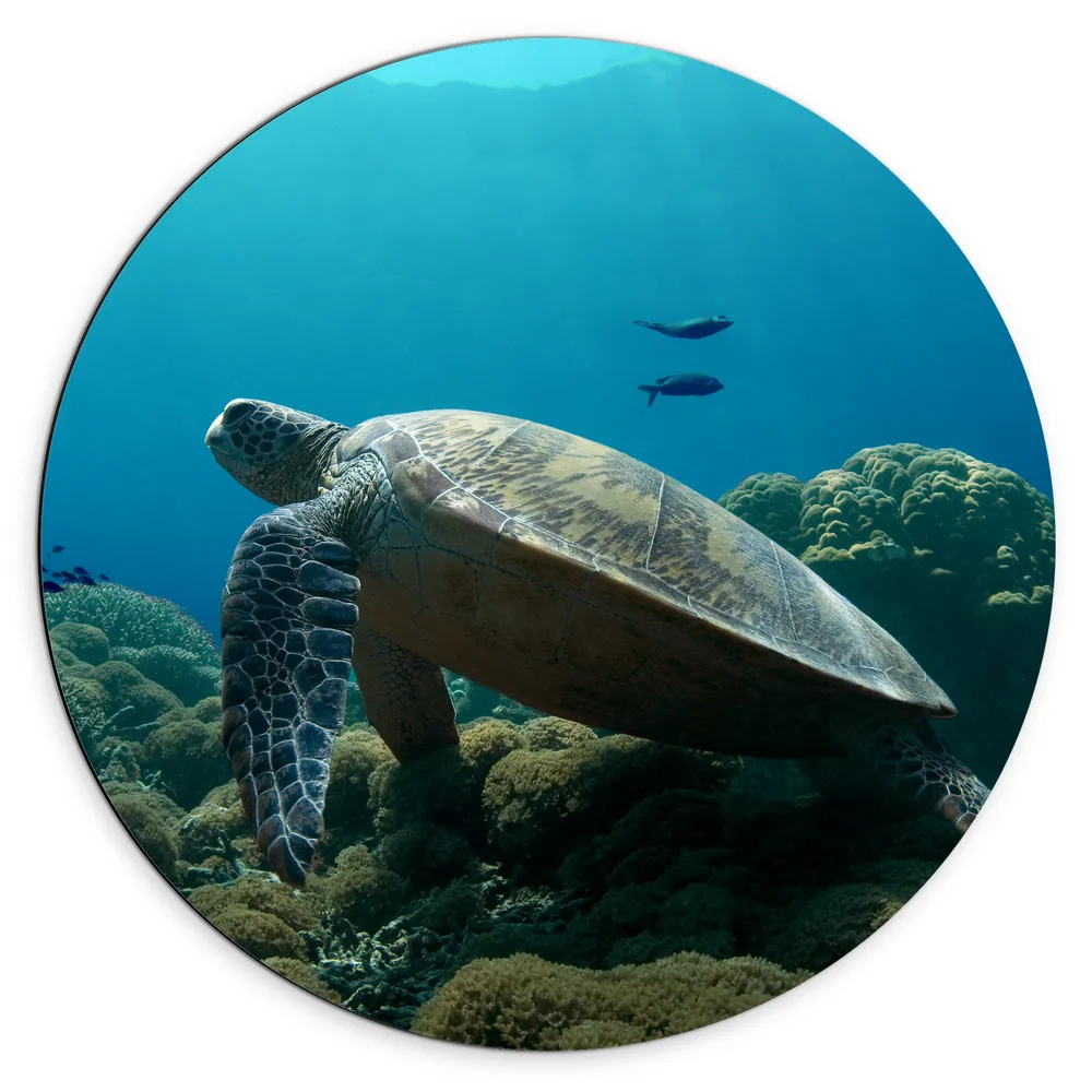 Dibond Muurcirkel - Zeeschildpad Zwemmend over de Bomen
