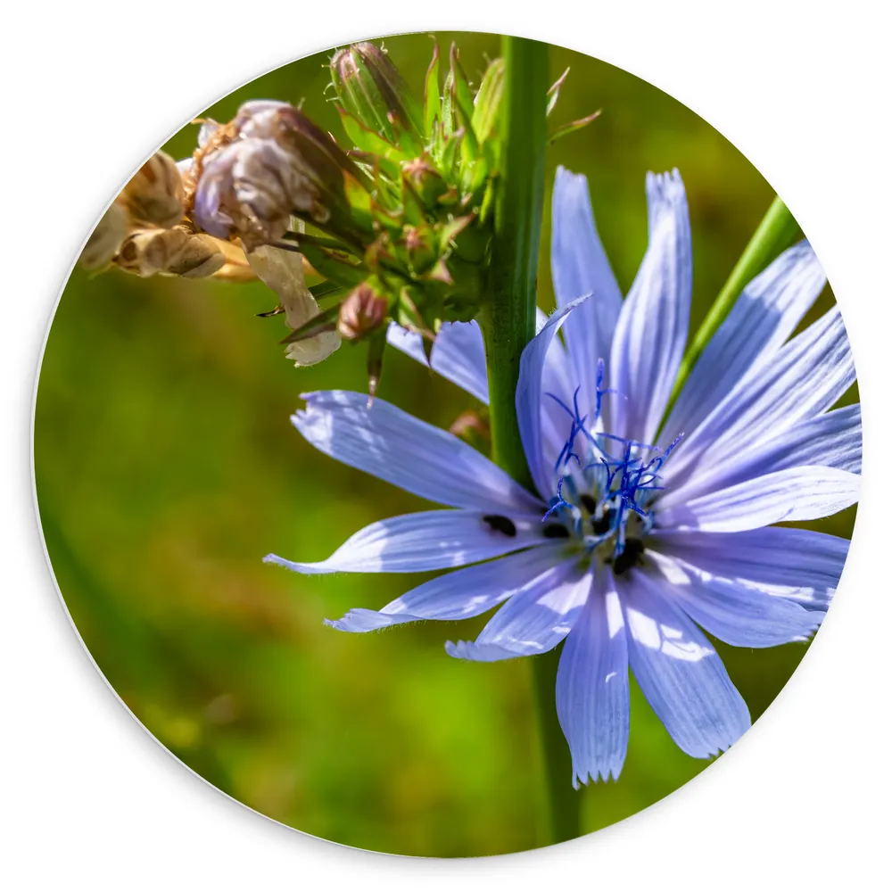 Dibond Muurcirkel - Paarse Wilde Cichorei Bloem in Hoog Gras