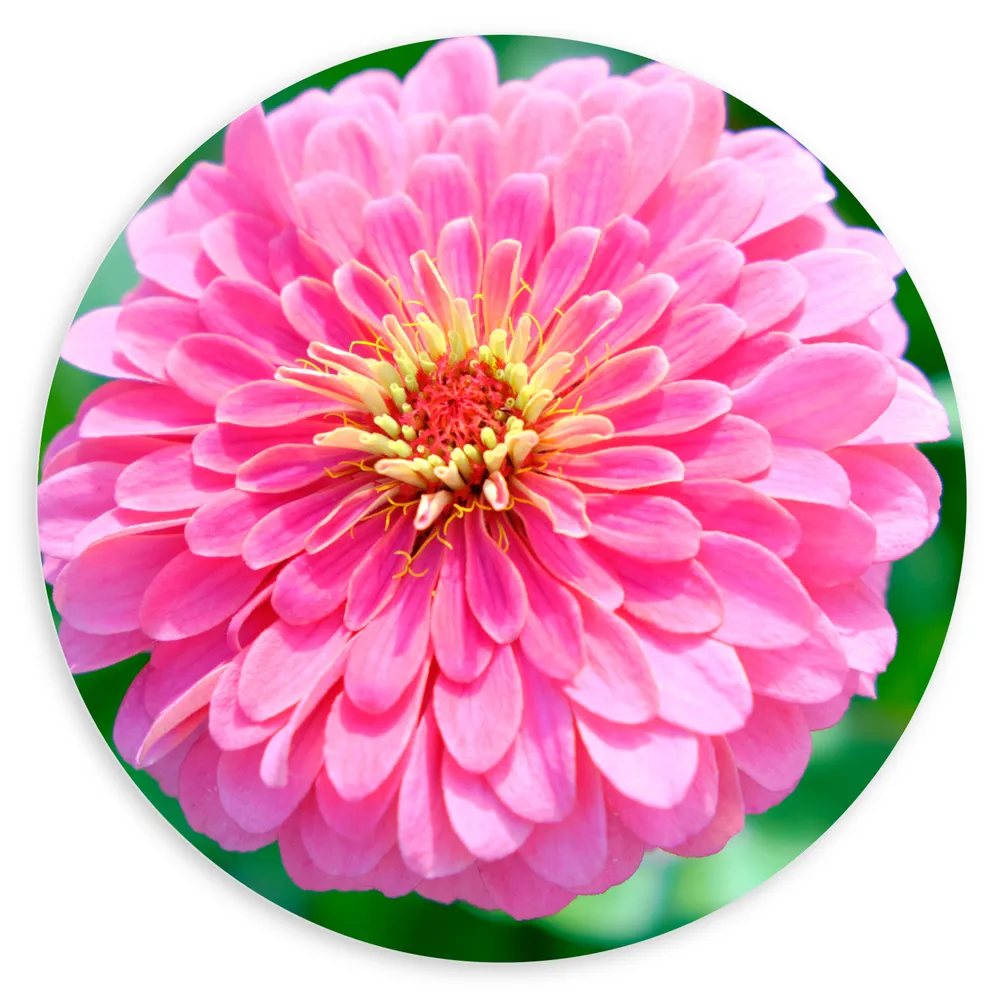 Dibond Muurcirkel - Grote Roze Zinnia Bloem bij Heldergroene Planten