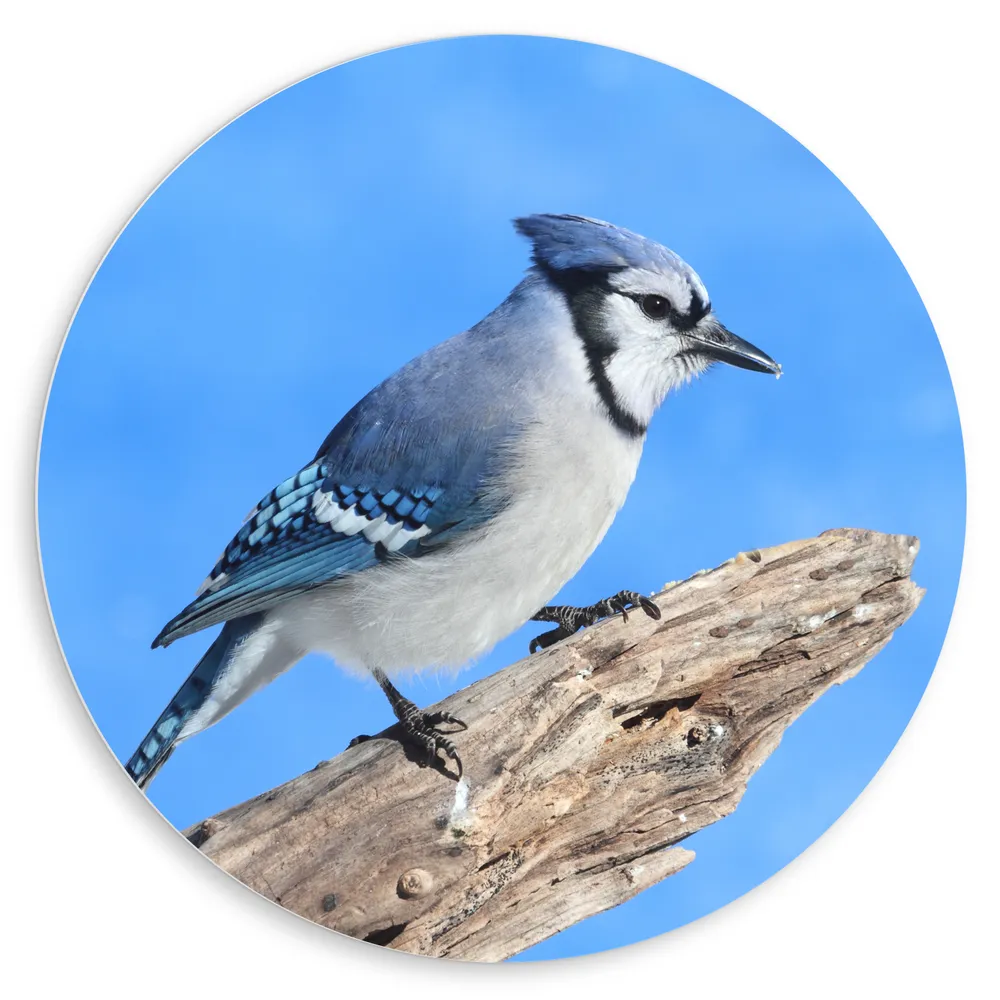 Dibond Muurcirkel - Blauwe Gaai Vogel zittend op Tak