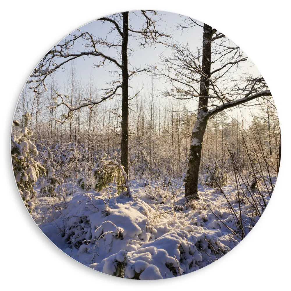 Dibond Muurcirkel - Landschap - Winter - Bomen - Planten - Sneeuw - Zon