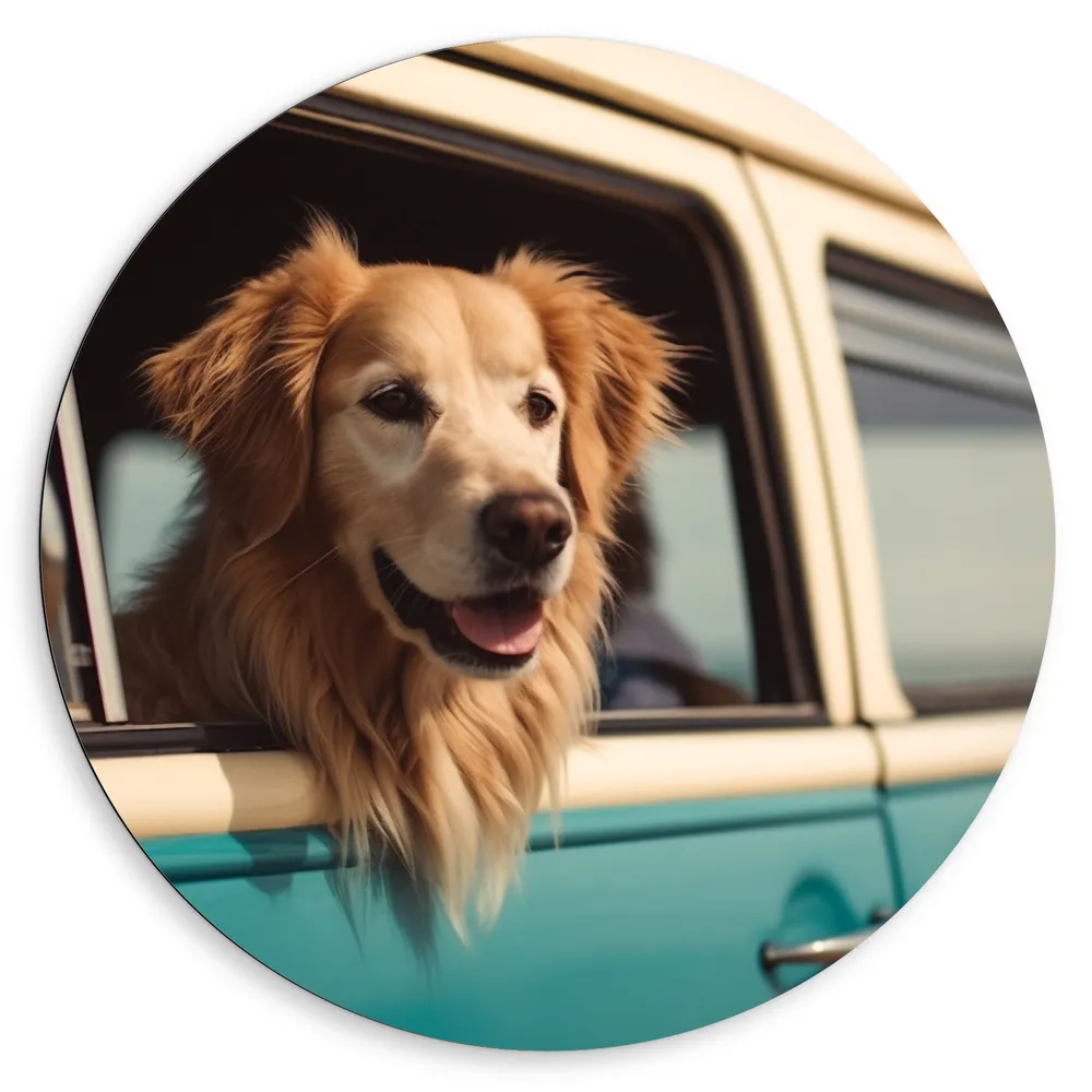 Dibond Muurcirkel - Golden Retriever Hond uit Raam van Blauw Busje