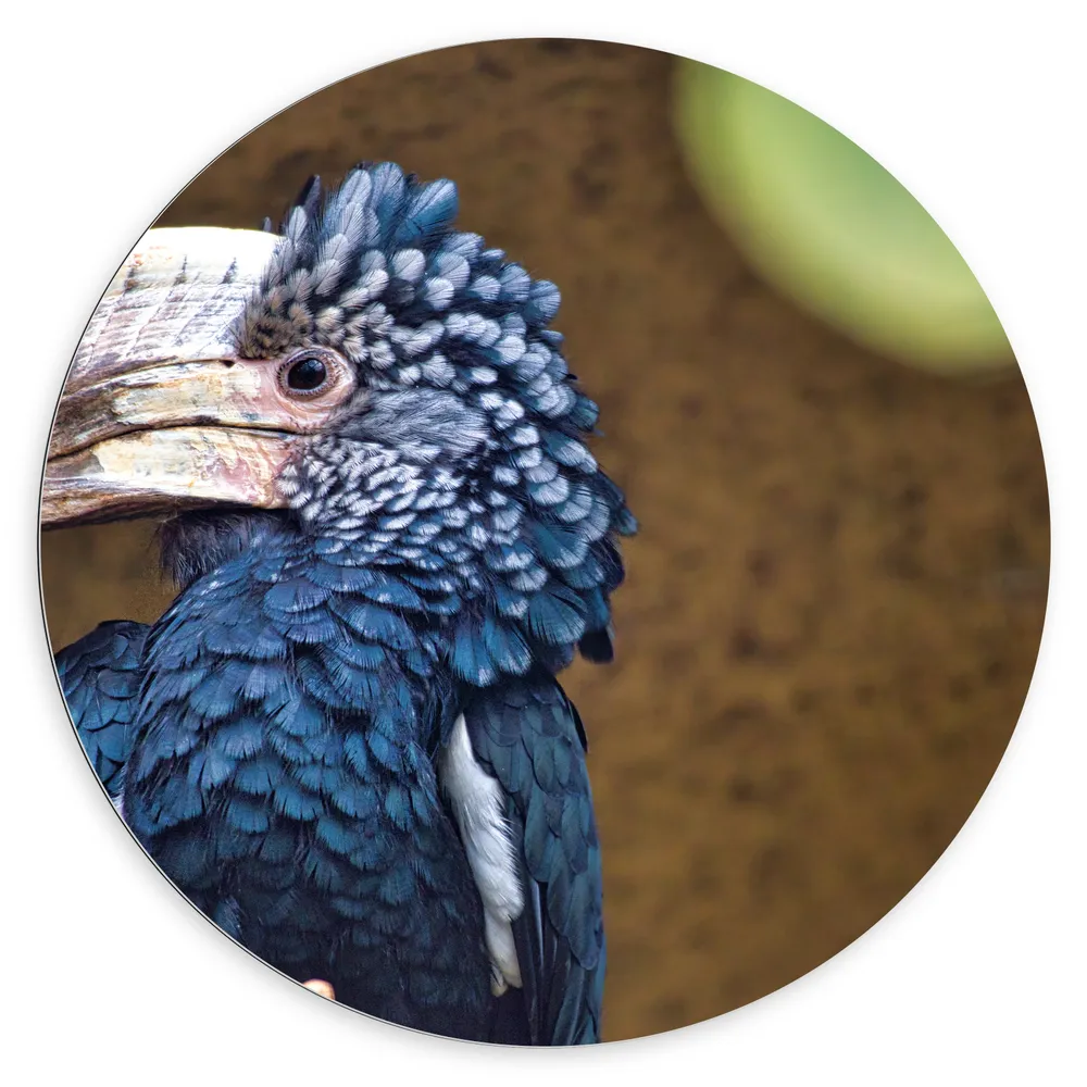 Dibond Muurcirkel - Zijaanzicht van Kop van Blauwe Zilveroorneushoorn Vogel met Bijzondere Snavel