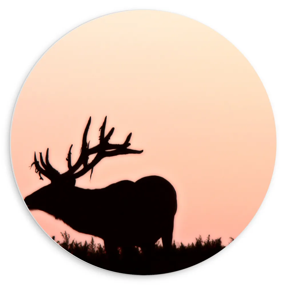 Dibond Muurcirkel - Silhouet van Rendier in het Gras tegen Roze Achtergrond