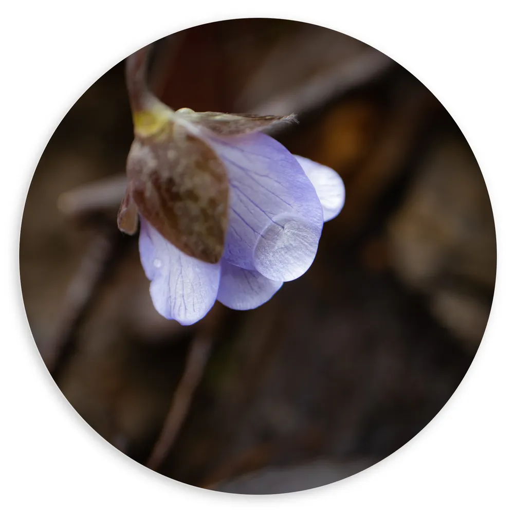Dibond Muurcirkel - Onderkant van Witte Hepatica Bloem in de Natuur