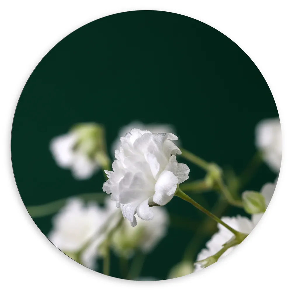 Dibond Muurcirkel - Close Up Van Kleine Witte Bloemen met Wazige Donker Groene Achtergrond
