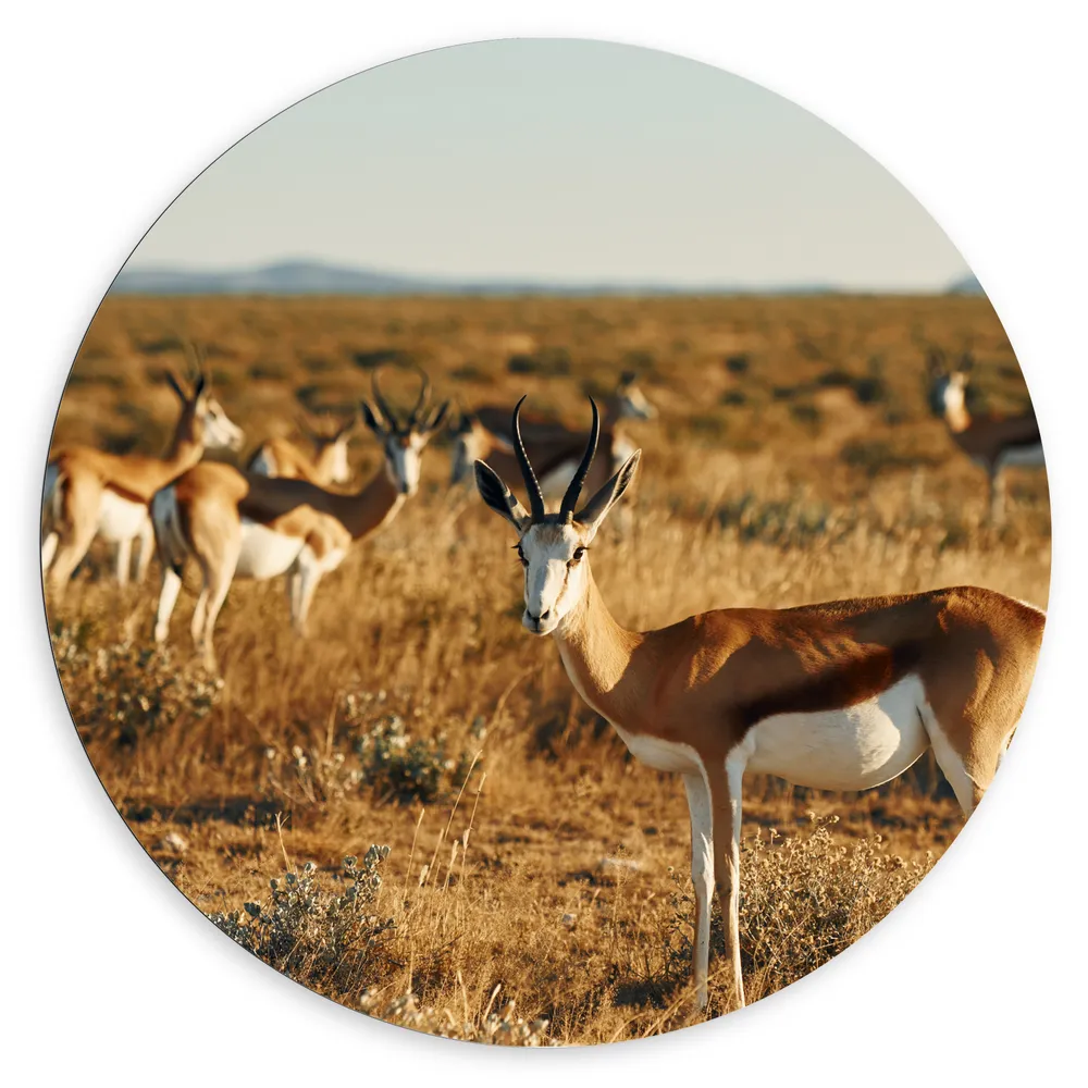 Dibond Muurcirkel - Kudde Antilopes in Droog Savanne Landschap