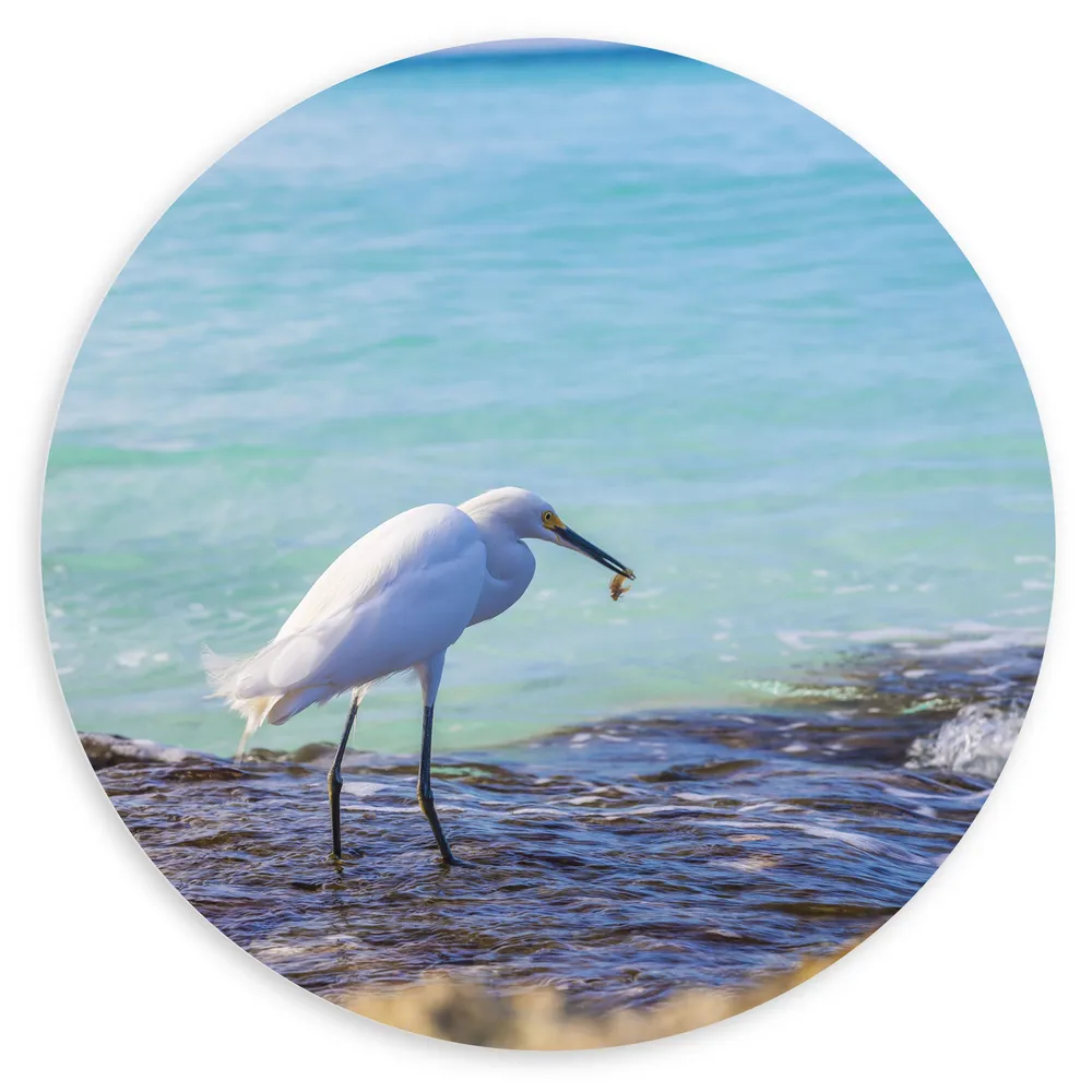 Dibond Muurcirkel - Witte Watervogel met Grote Vis in Bek