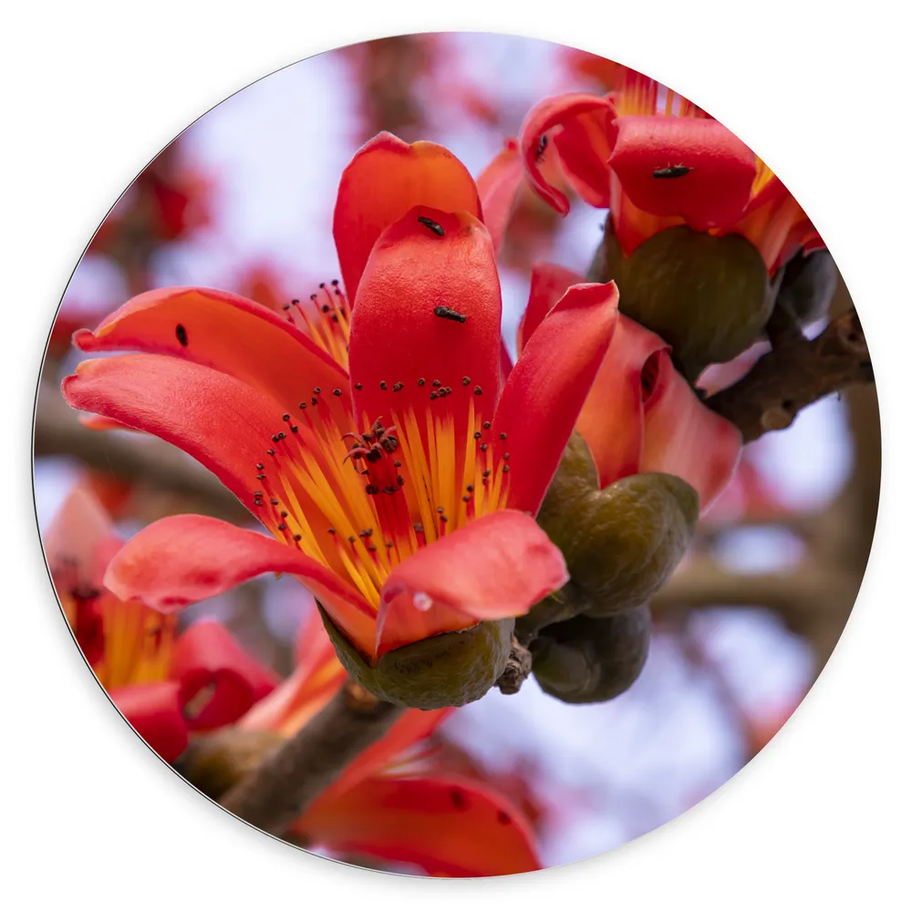 Dibond Muurcirkel - Rode Bloeiende Bloemen aan Indische kapokboom