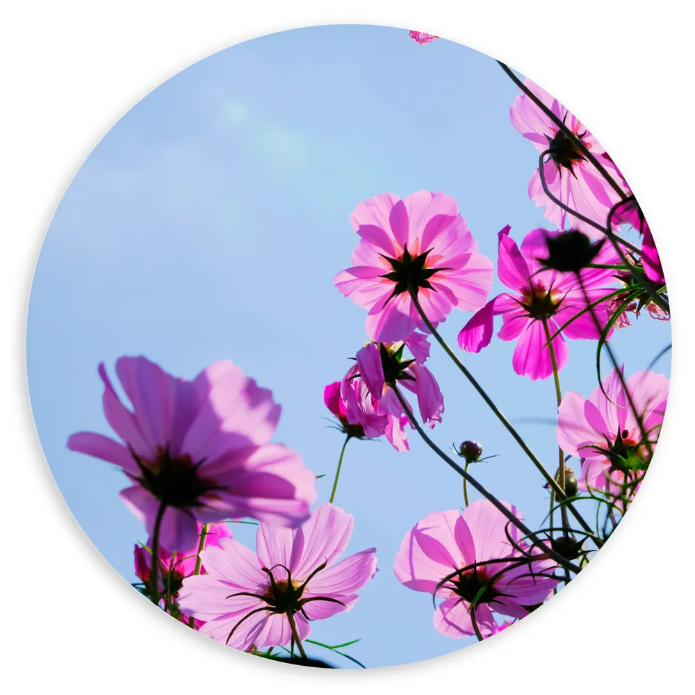 Dibond Muurcirkel - Paarse Cosmea Bloemen met Heldere Lucht als Achtergrond