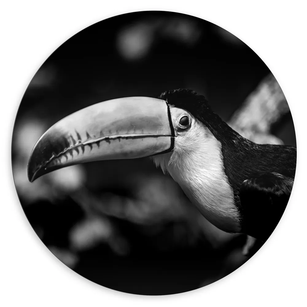 Dibond Muurcirkel - Zwart- wit Foto van Toekan omringd door Bladeren