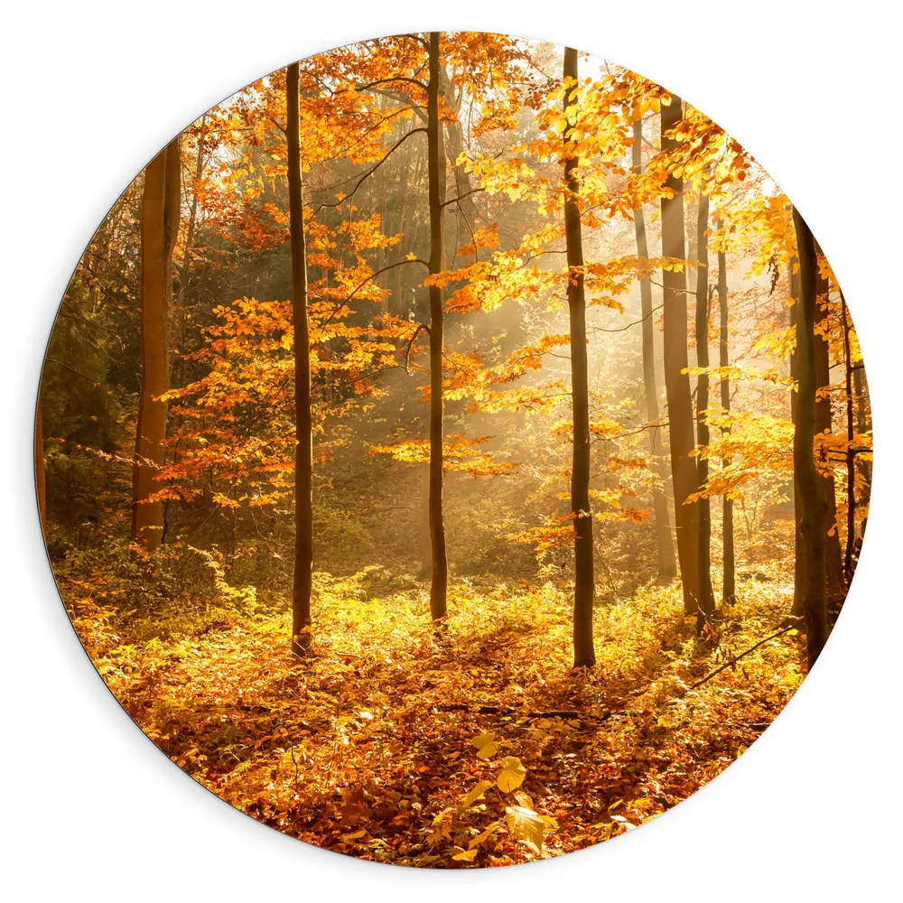 Dibond Muurcirkel - Bomen in Bos in Oranje Tinten