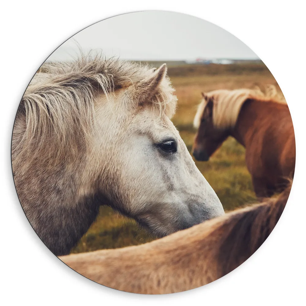 Dibond Muurcirkel - Grijze en bruine wilde paarden staan in open natuurgebied
