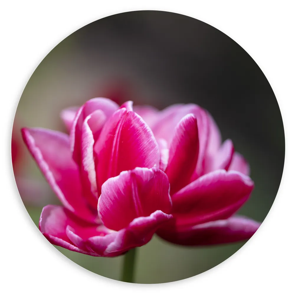 Dibond Muurcirkel - Roze Tulp