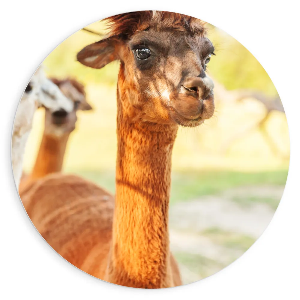 Dibond Muurcirkel - Bruine Alpaca met Kuddegenoten