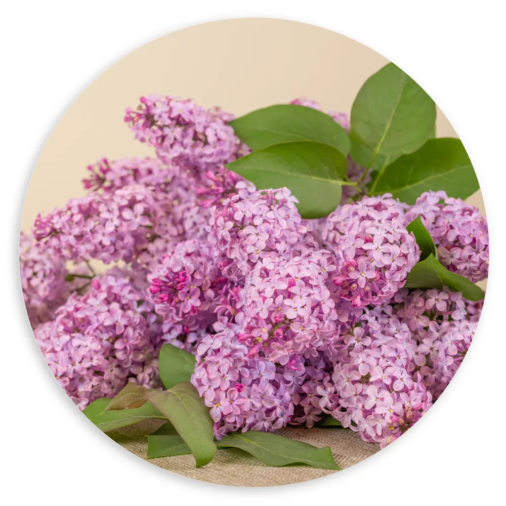 Dibond Muurcirkel - Roze Bloemen Trosjes met Groene Bladeren en Beige Achtergrond