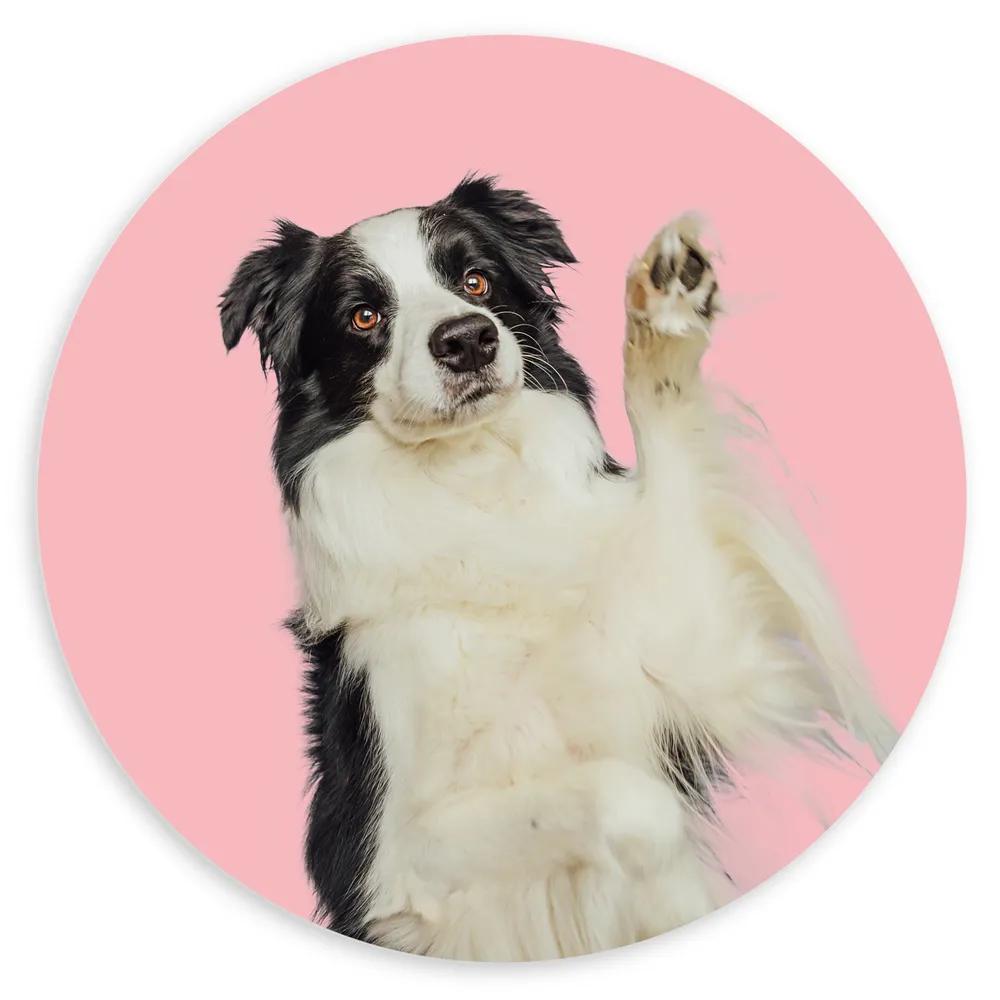 Dibond Muurcirkel - Zwaaiende Border Collie Hond tegen Roze Achtergrond