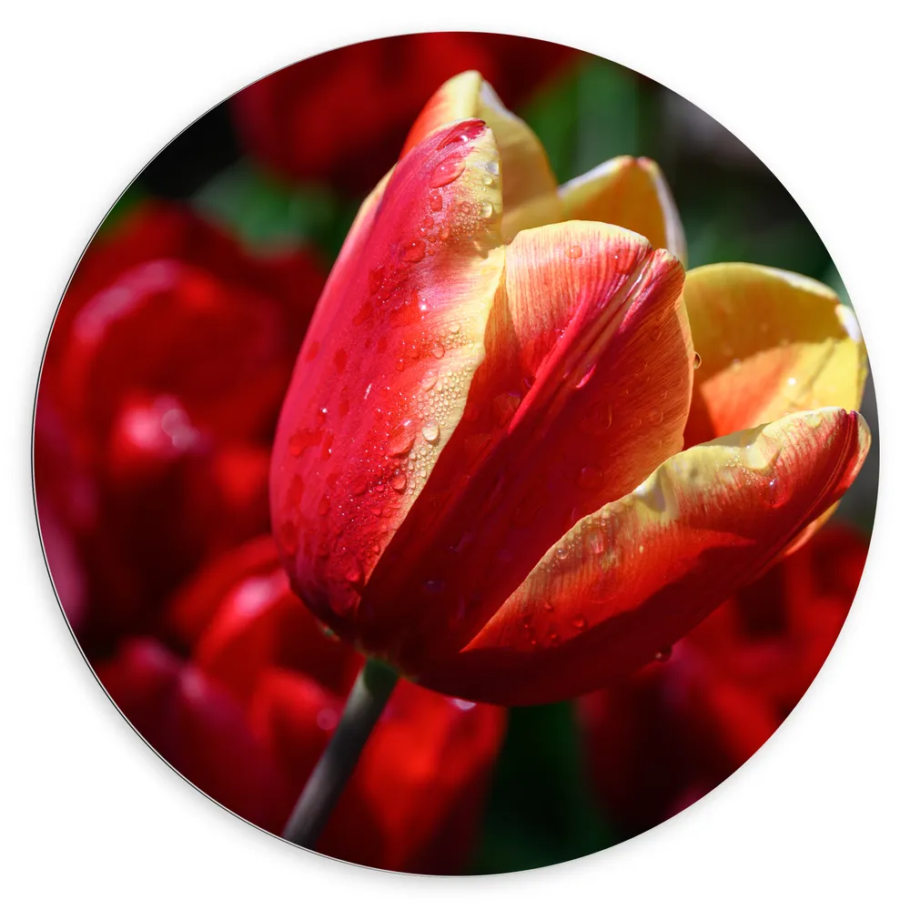 Dibond Muurcirkel - Rood met Gele Tulp met Rode Bloemen Achtergrond
