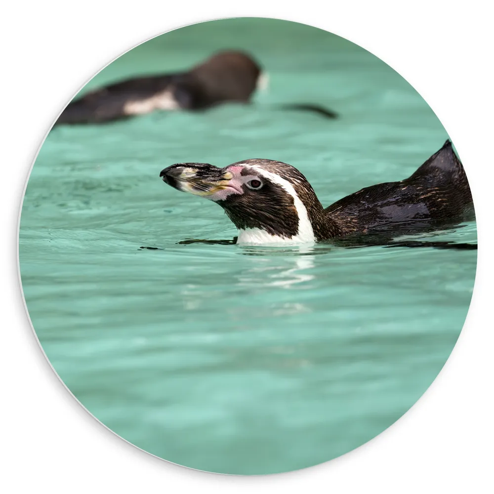 Dibond Muurcirkel - Pinguïns zwemmen door het water heen