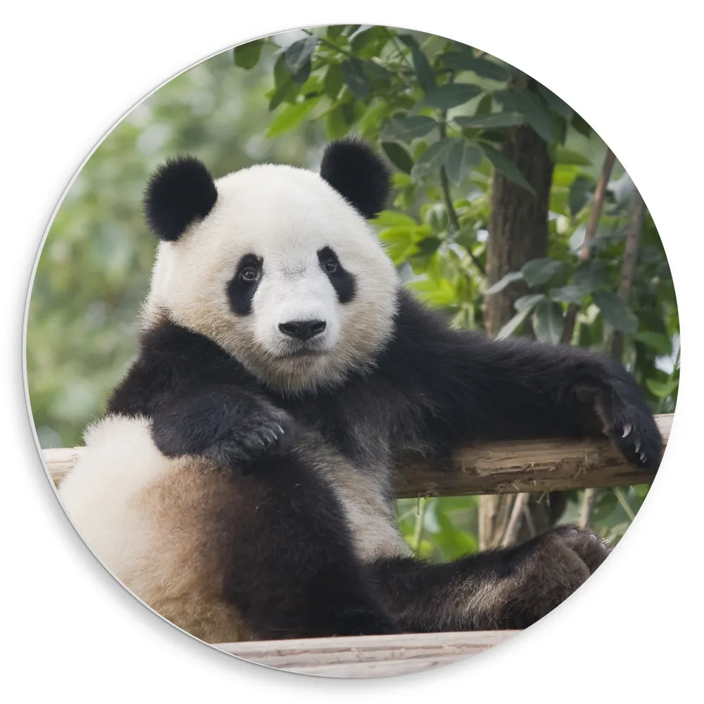 Dibond Muurcirkel - Panda Relaxed op een Houten Bouwsel