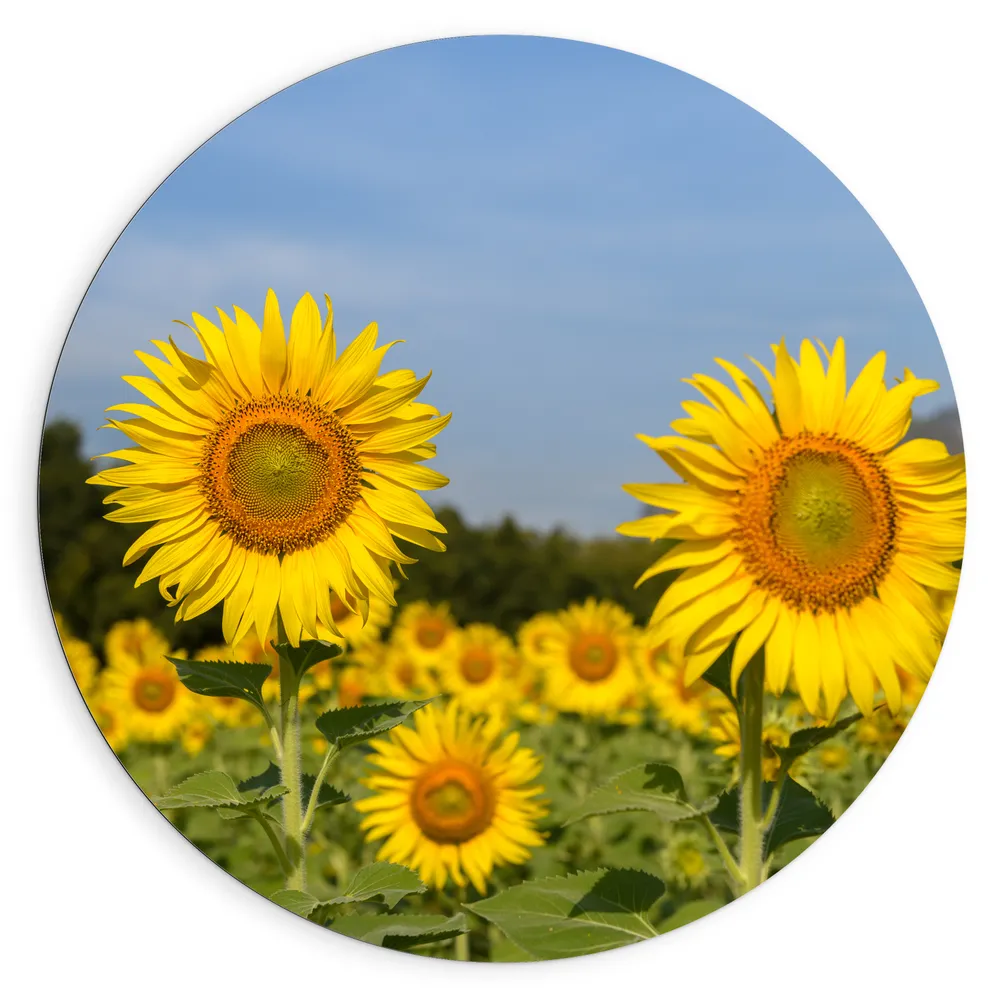 Dibond Muurcirkel - Zonnebloem Veld met Bergen en Heldere Lucht als Achtergrond