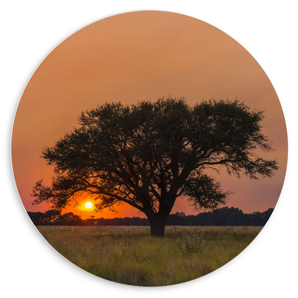 Dibond Muurcirkel - Landschap - Boom - Gras - Zonsondergang