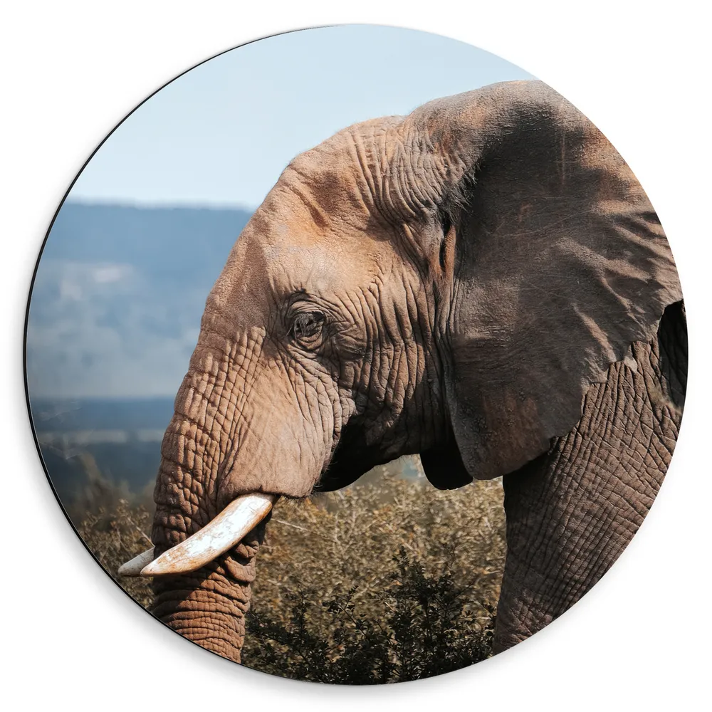 Dibond Muurcirkel - Zijaanzicht van Grote Olifant bij Struiken in Berglandschap
