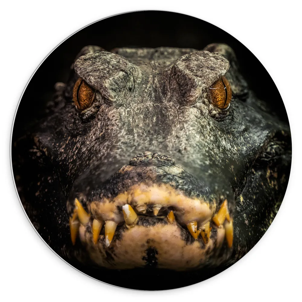 Dibond Muurcirkel - Vooraanzicht van Angstaanjagende Alligator