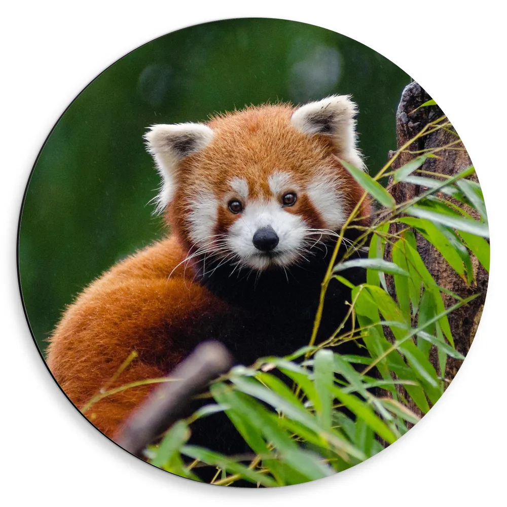 Dibond Muurcirkel - Aandoenlijke Rode Panda op Boomstam met Groene Planten