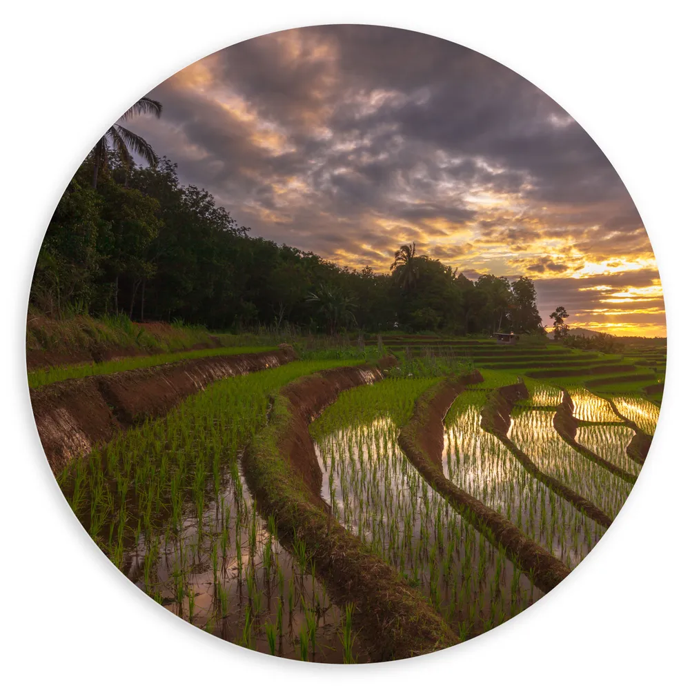 Dibond Muurcirkel - Rijstvelden Vol Regenwater in Indonesië