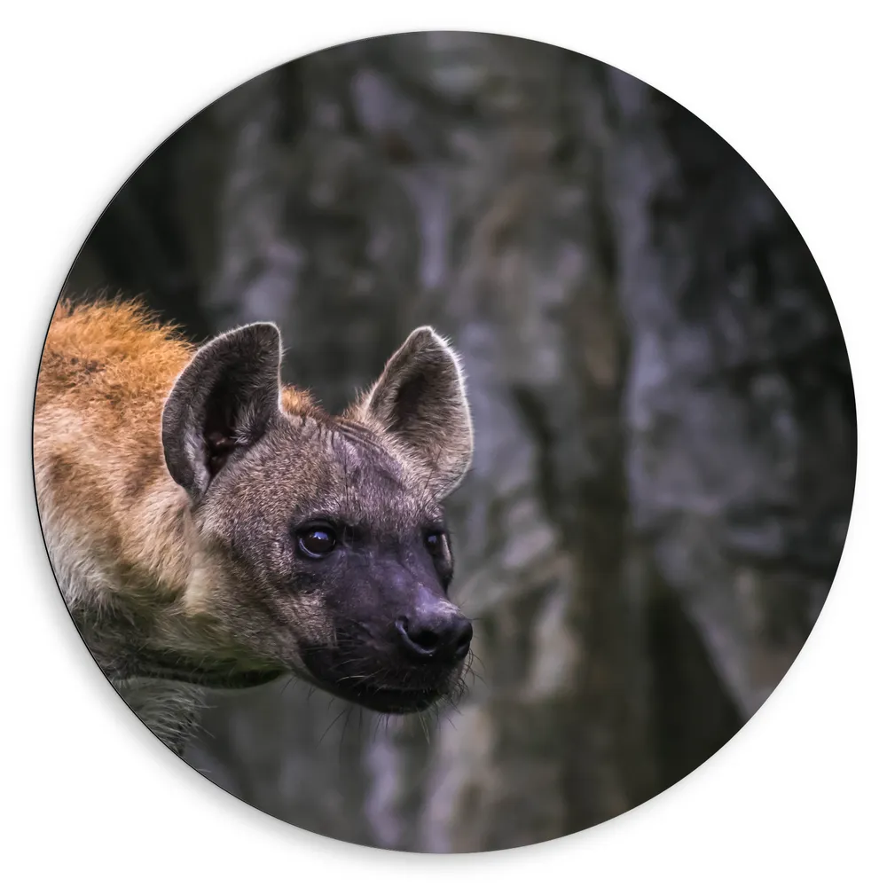 Dibond Muurcirkel - Kop van Nieuwsgierige Hyeana
