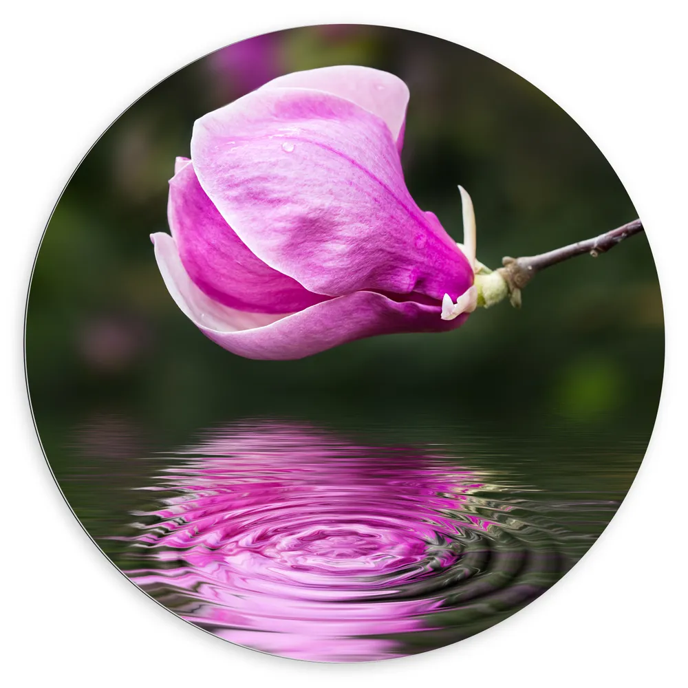 Dibond Muurcirkel - Roze Magnolia Bloem boven Water met Weerspiegeling