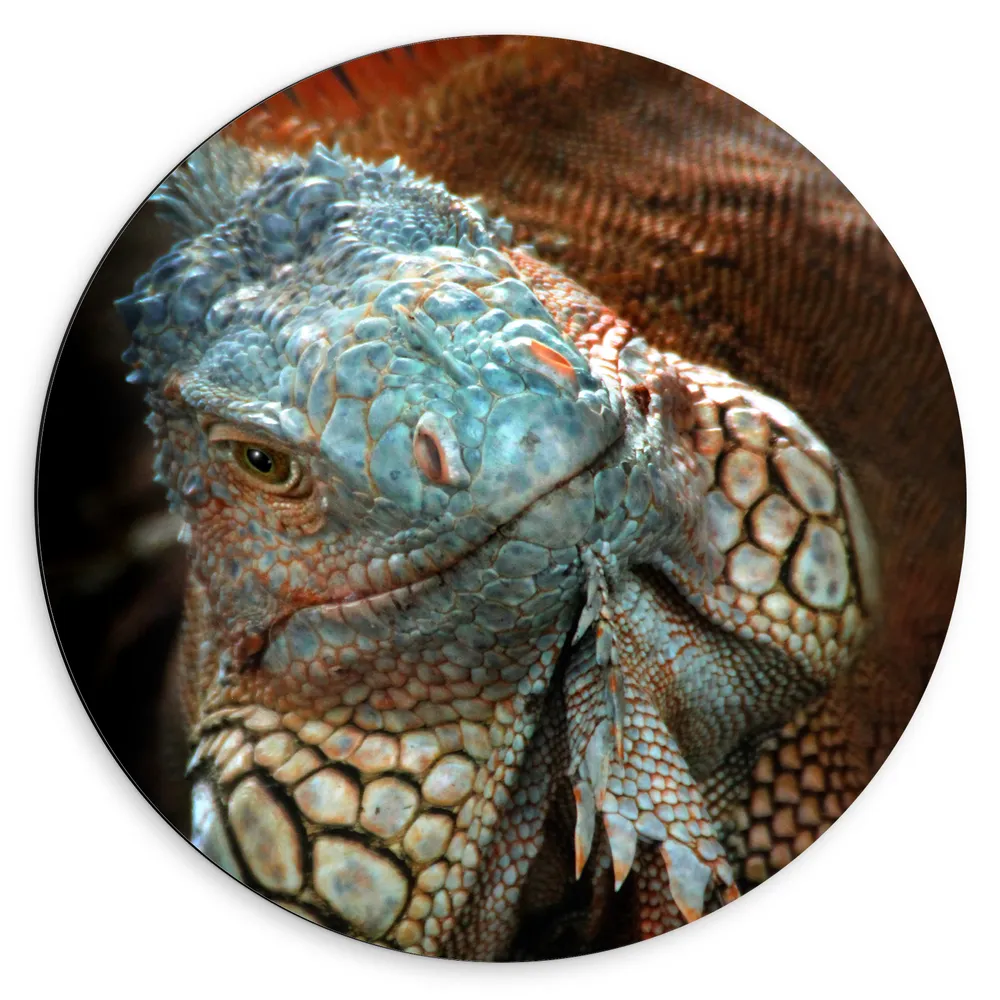 Dibond Muurcirkel - Close-up van Gezicht van Blauwe Iguana Reptiel