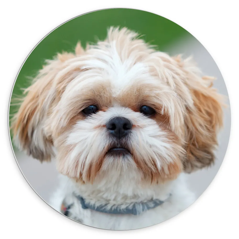 Dibond Muurcirkel - Portret van Bruin met Witte Shih Tzu Hond met Blauwe Halsband