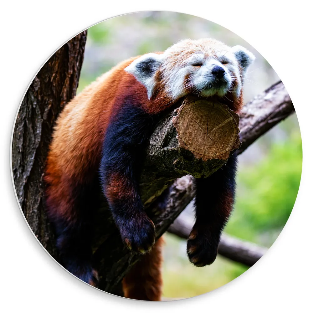 Dibond Muurcirkel - Rode Panda Liggend op Tak van Bruine Boom