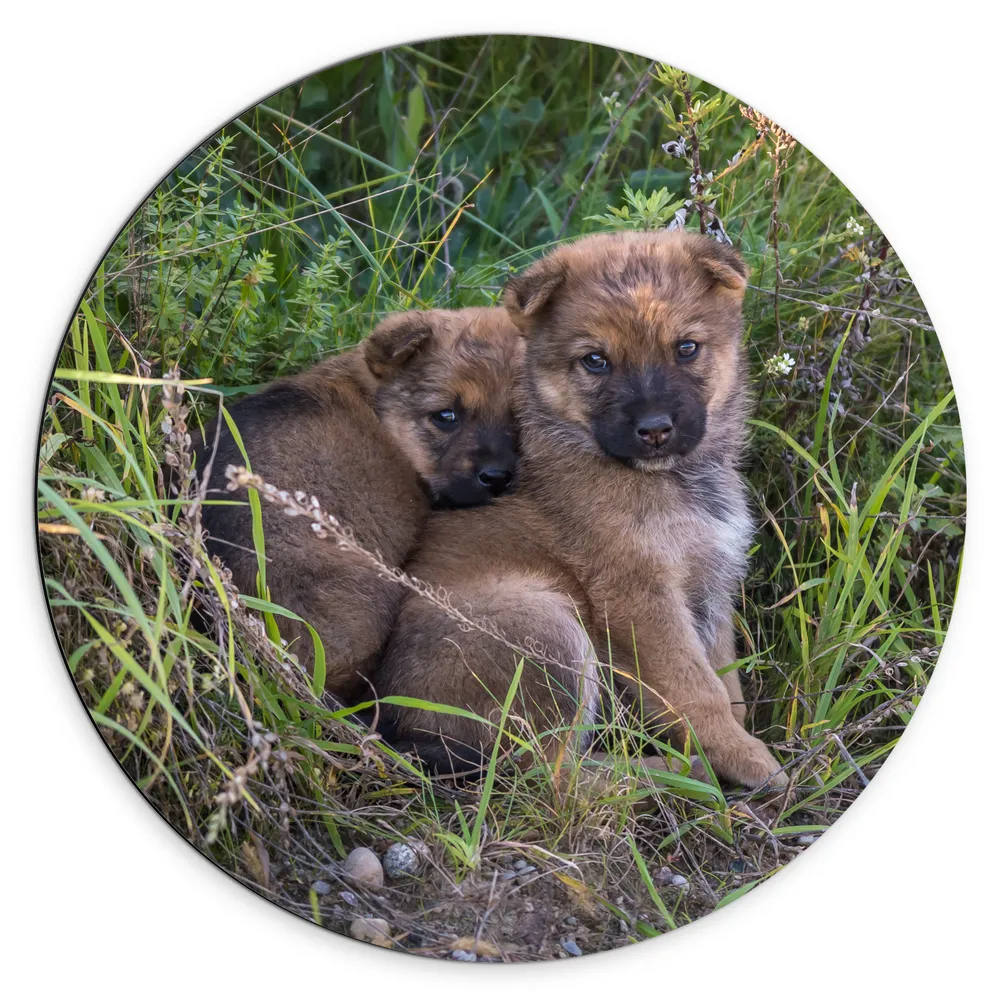 Dibond Muurcirkel - Duo Bruine Puppy's tussen het Gras