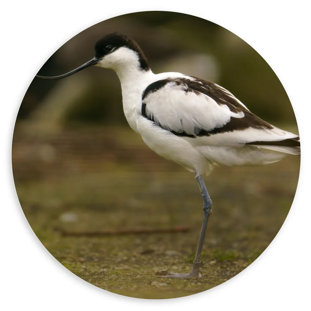 Dibond Muurcirkel - Zijaanzicht van Zwart met Witte Kluut Vogel met Krullende Snavel