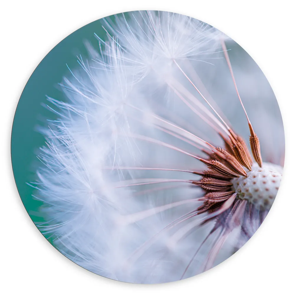 Dibond Muurcirkel - Close-up van de Zaden van een Paardenbloem