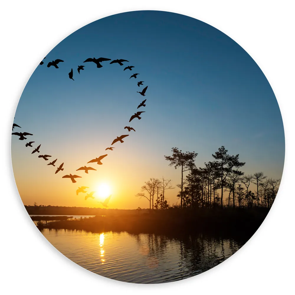 Dibond Muurcirkel - Zwerm Vogels Vliegend in Hartvorm boven het Water