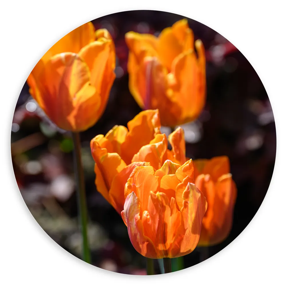 Dibond Muurcirkel - Papegaai tulpen oranje gekleurd met donker gekleurde achtergrond - Bloemen