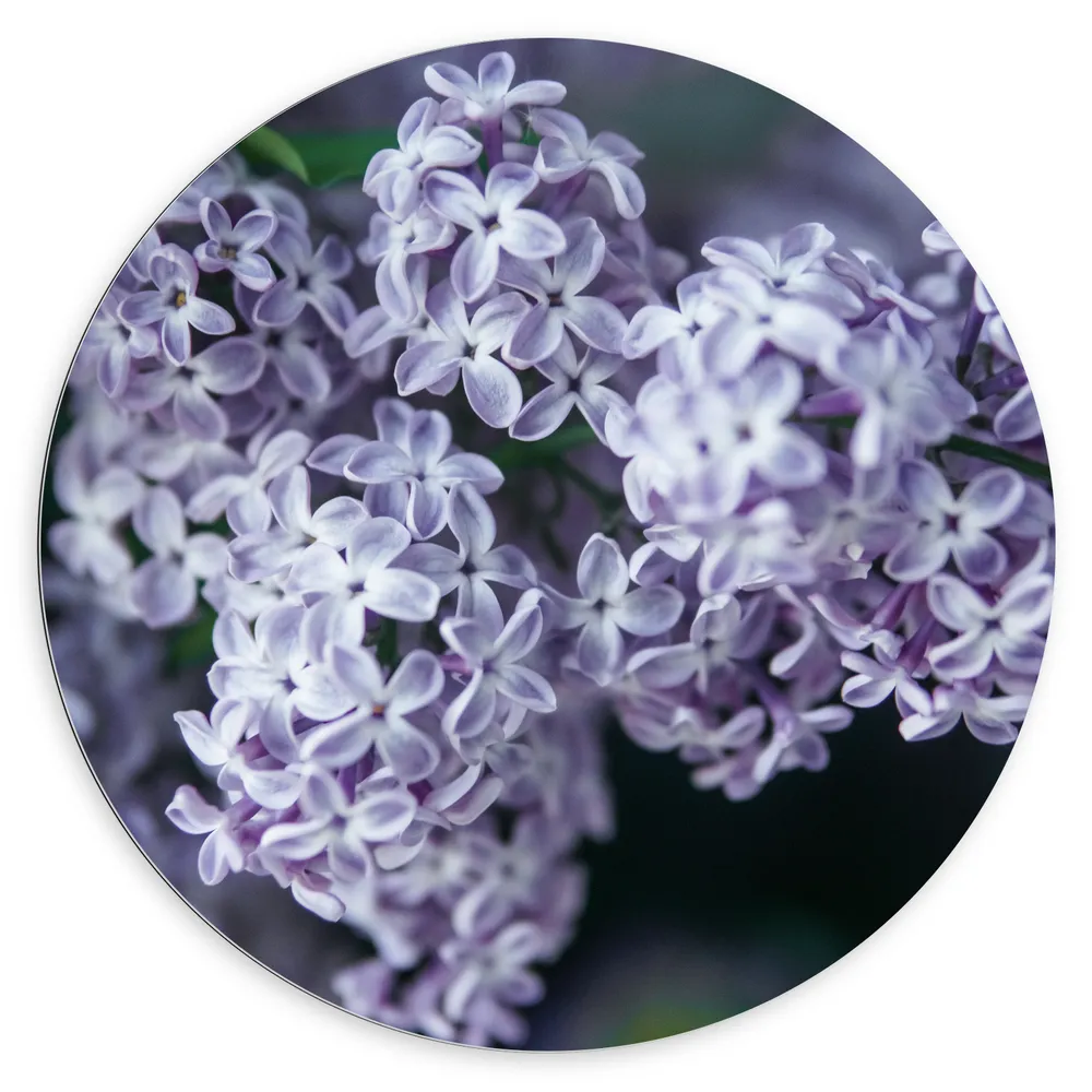 Dibond Muurcirkel - Boeketjes van Paarse Sering Bloemen
