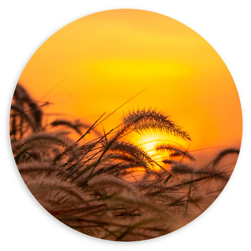Dibond Muurcirkel - Stappel Grassen bij Felkleurige Zonsondergang in het Oranje